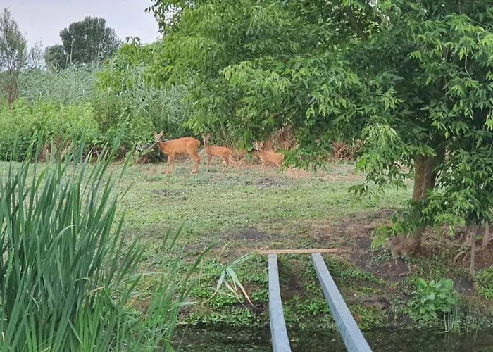 House Kalmia Fonyód