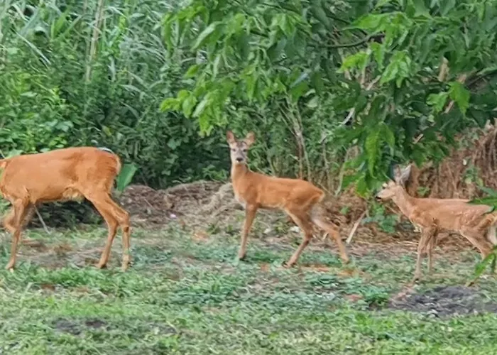 Сasa de vacaciones House Kalmia *